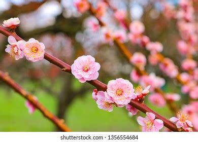 梅の花株価の未来はどうなるのか？ファン必見！